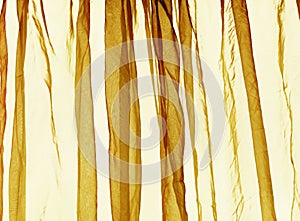 Voile curtain background yellow