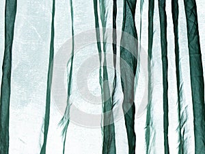 Voile curtain green photo