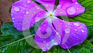 voilet color flower on water drop