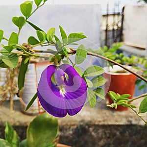 Voilet flower