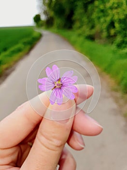 Voilet flower in a human Hand in the nature