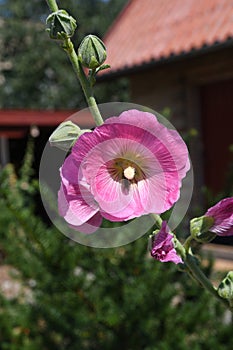 VOILET HIBISCUS FLORAS