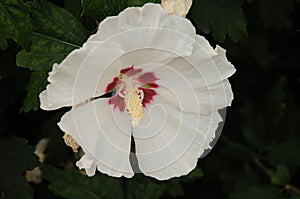 VOILET HIBISCUS FLORAS