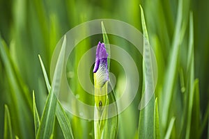 Voilet Iris flower bud in closeup