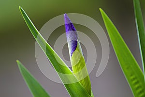 Voilet Iris flower bud in closeup