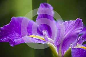 Voilet Iris flower in closeup