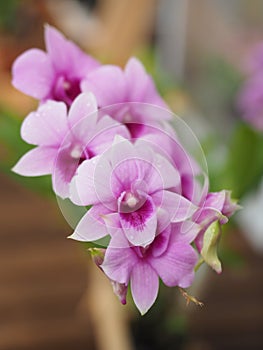 voilet orchid