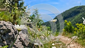 Vojak - A bunch of white margarets growing on top of Vojak with the panoramic view on Mediterranean Sea