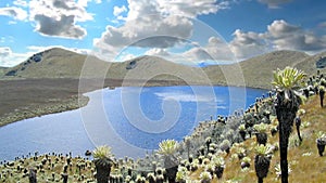 Voladero lagoons and frailejon plants. Famous and beautifull location is located in the high moorlands on Carchi, Ecuador.