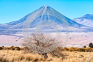 Volcan Licancabur and a nice tree photo