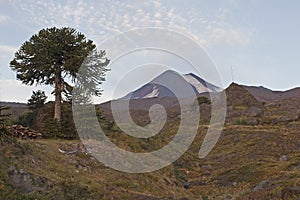 Volcan Llaima in Conguillo nacional park, Chile