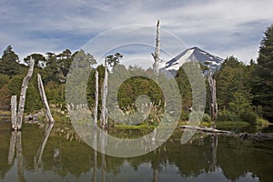 Volcan Llaima in Conguillo nacional park, Chile photo