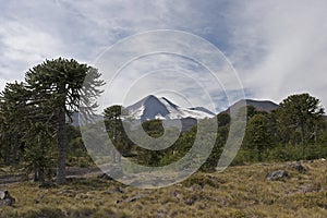 Volcan Llaima in Conguillo nacional park, Chile photo