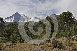 Volcan Llaima in Conguillo nacional park, Chile photo