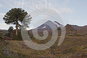 Volcan Llaima in Conguillo nacional park, Chile photo
