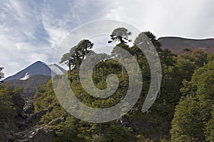 Volcan Llaima in Conguillo nacional park, Chile