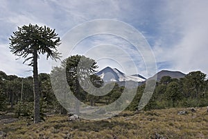 Volcan Llaima in Conguillo nacional park, Chile