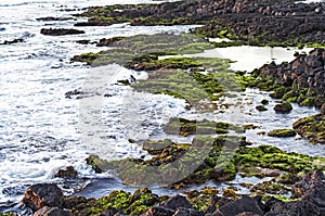 Volcanic coast at low tide, Floreana  Island