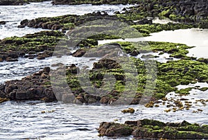 Volcanic coast at low tide, Floreana  Island photo