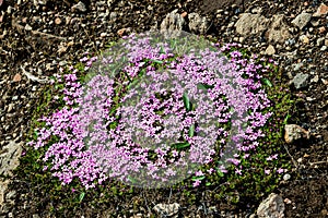 Volcanic colorful vegetation and flowers from Icelandic Landmannalaugar mountains as a pattern, Iceland, details, closeup