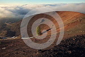 Volcanic crater with lonely pine tree and low clouds in Etna Park