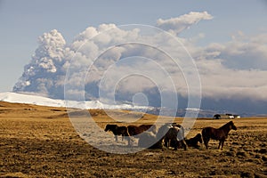 Volcanic eruption beneath the EyjafjallajÃ¶kull glacier with agroup of horses in the foreground.