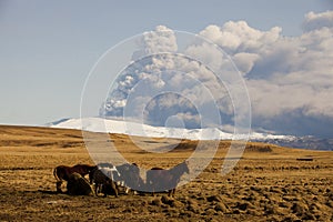 Volcanic eruption beneath the EyjafjallajÃ¶kull glacier with a group of horses in the foreground.