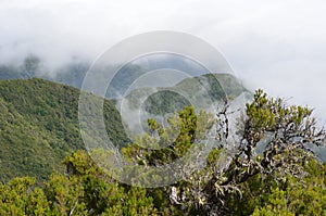 Laurisilva forest in the mountains of Madeira, UNESCOÃ¢â¬â¢s World Natural Heritage photo