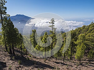 Volcanic landscape and lush green pine tree forest at hiking trail to Pico Bejenado mountain at national park Caldera de