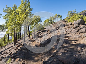 Volcanic landscape and lush green pine tree forest at hiking trail to Pico Bejenado mountain at national park Caldera de