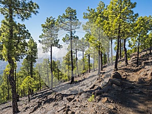 Volcanic landscape and lush green pine tree forest at hiking trail to Pico Bejenado mountain at national park Caldera de