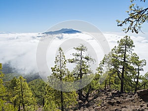 Volcanic landscape and lush green pine tree forest at hiking trail to Pico Bejenado mountain at national park Caldera de