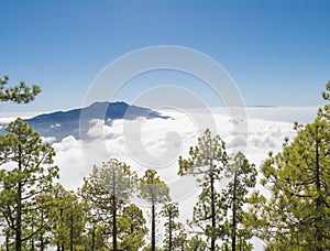 Volcanic landscape and lush green pine tree forest at hiking trail to Pico Bejenado mountain at national park Caldera de