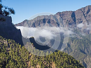 Volcanic landscape and lush pine tree forest, pinus canariensis view from Mirador de la Cumbrecita viewpoint at national