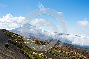 Volcanic landscape with mountain vegetation, Mount Teide in the backgroung. Teide National Park, Tenerife, Canary Islands, Spain