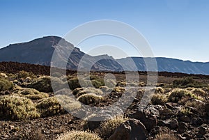 Volcanic Landscape (Tenerife, Canaries, Spain)