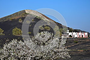 A volcanic landscape with a white house and a flowering tree. La Geria, Lanzarote , Spain