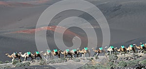 Volcanic landscapes of Lanzarote with camels