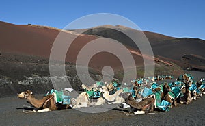 Volcanic landscapes of Lanzarote with camels