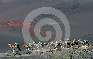 Volcanic landscapes of Lanzarote with camels photo