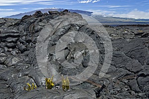 Volcanic lava at Mauna Loa.