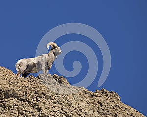 Volcanic rock and Bighorn Ram