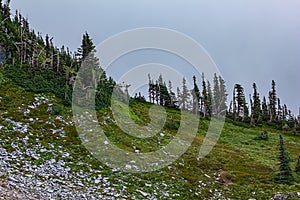 volcanic rocks and field near sparce forest trees photo