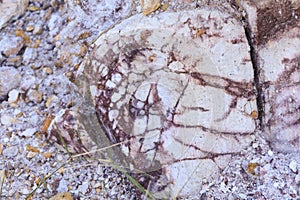 Volcanic rocks, Ignimbrite with Jarosite and Goethite in Almeria