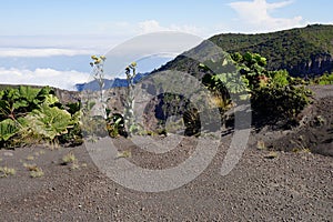 Volcanic vegetation over Irazu Volcano, Cartago Province, Costa Rica photo