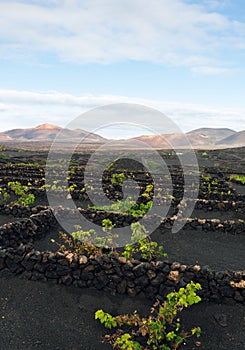 Volcanic vineyard of La geria region in Lanzarote - Canary Islands with black sand and green bush of vine with blue sky