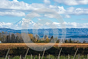 Volcano Aconcagua Cordillera and Vineyard in the Argentine province of Mendoza