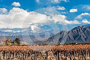 Volcano Aconcagua and Vineyard