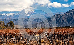 Volcano Aconcagua and Vineyard, Argentine