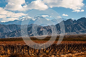 Volcano Aconcagua and Vineyard, Argentine